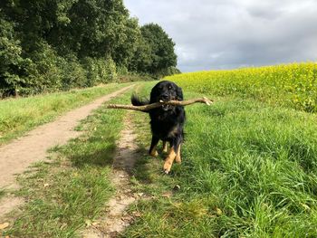 Dog standing on field