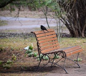 Bench in park