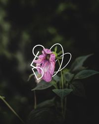 Close-up of pink flowering plant