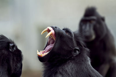 Close-up of monkey eating