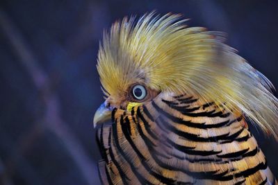 A male golden pheasant in the aviary showing orange and black fan and golden crest.