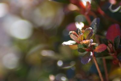 Close-up of insect on flower