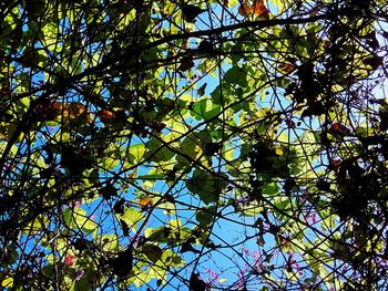 Low angle view of tree against clear sky