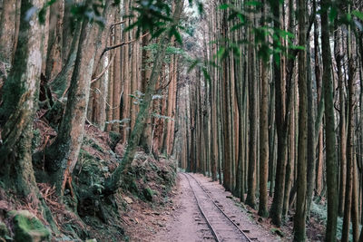 View of bamboo trees in forest