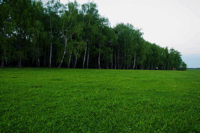 Trees on field against clear sky