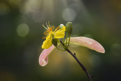 Close-up of yellow flowering plant