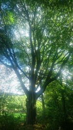 Low angle view of trees against sky