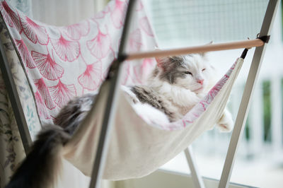 Cat relaxing on chair