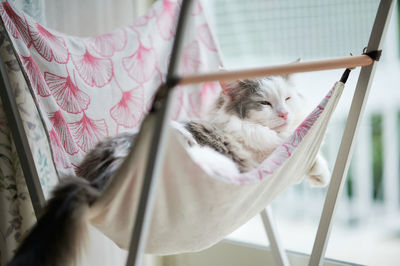 White cat relaxing on hammock beside window
