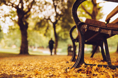 Leaves on tree trunk