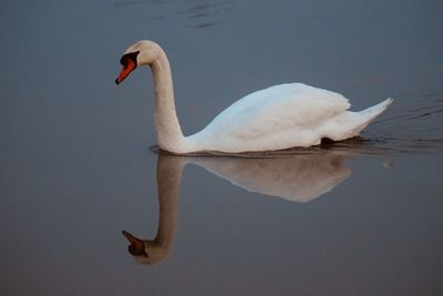 Swan swimming in lake