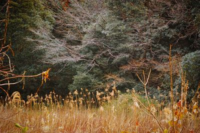 Close-up of grass against trees