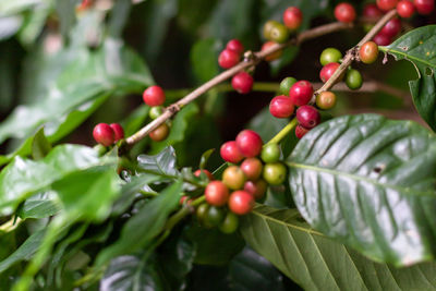 Close-up of berries growing on tree