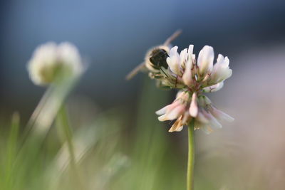 Close-up of white flowering plant