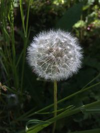 Close-up of dandelion on field