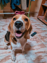 Portrait of dog at home