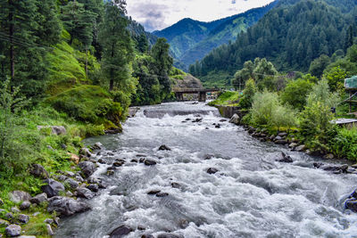 Scenic view of river flowing in forest