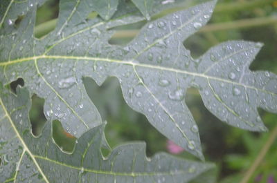Close-up of wet plant leaves during rainy season