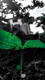 Close-up of raindrops on leaf