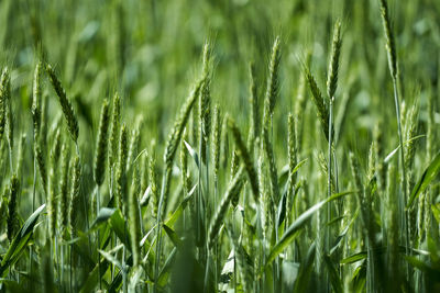 Close-up of wheat growing on field