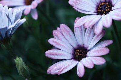 Close-up of purple flower