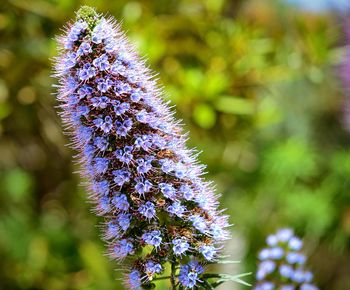 Close-up of purple flower