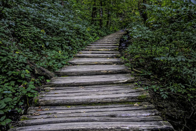 Boardwalk amidst trees