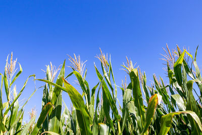 Low angle view of corn field against clear blue sky