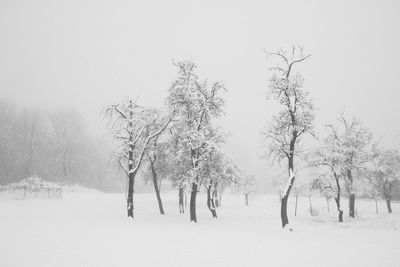 Trees on snow covered land against sky