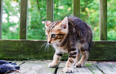 Cat looking away