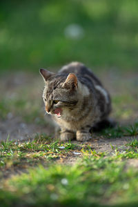 Cat looking away on field