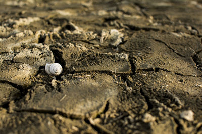 High angle view of shells on sand