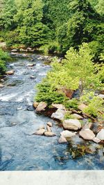 High angle view of fresh green grass in water