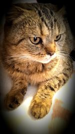 Close-up portrait of tabby cat