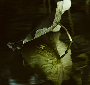 Close-up of leaves floating on water