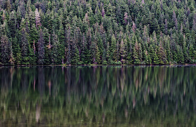 Pine trees by lake in forest against sky