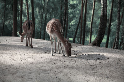 Deers in the green forest