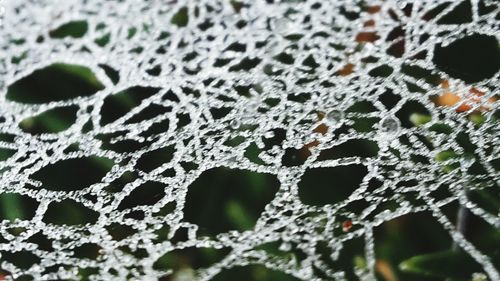 Close-up of leaf