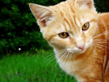 Close-up portrait of cat