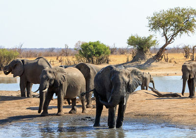 View of elephant in park against clear sky