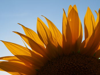 Close-up of sunflower