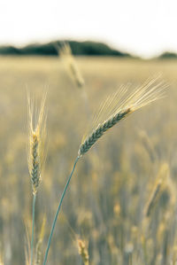 Close-up of wheat growing on field