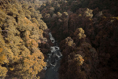High angle view of trees in forest