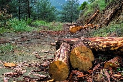 Logs in forest