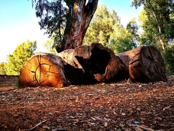 Stack of logs in forest