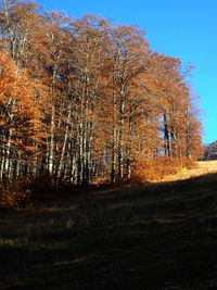 Trees growing in forest against sky during autumn