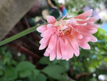 Close-up of insect on pink flowering plant