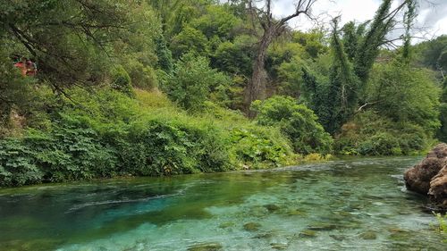 Scenic view of river in forest
