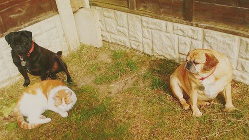 High angle view of dogs on field