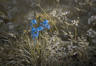 Close-up of purple flowering plant on field